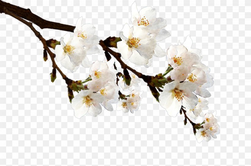 Grey Poster Television, PNG, 3026x2008px, Grey, Art, Blossom, Branch, Cherry Blossom Download Free