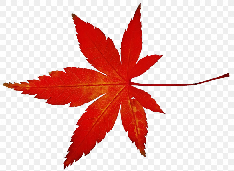 Maple Leaf, PNG, 1280x940px, Watercolor, Aki No Shiori, Autumn, Autumn Leaf Color, Leaf Download Free