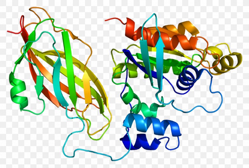 RAC1 Rho Family Of GTPases G Protein RAC2, PNG, 913x615px, Rho Family Of Gtpases, Artwork, Cell, Food, G Protein Download Free