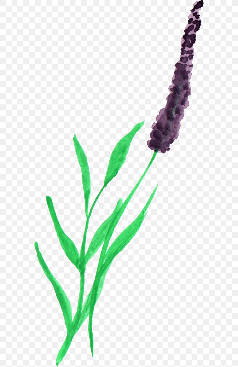Watercolor Painting Lavender Plant, PNG, 584x1265px, Watercolor Painting, Aquarium Decor, Flower, Flowering Plant, Grass Download Free
