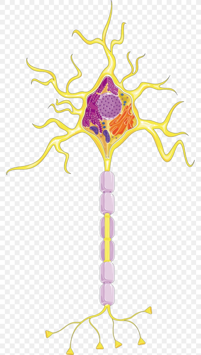 Neuron Cell Spinal Cord Neurotransmitter Nervous System, PNG, 768x1447px, Watercolor, Cartoon, Flower, Frame, Heart Download Free
