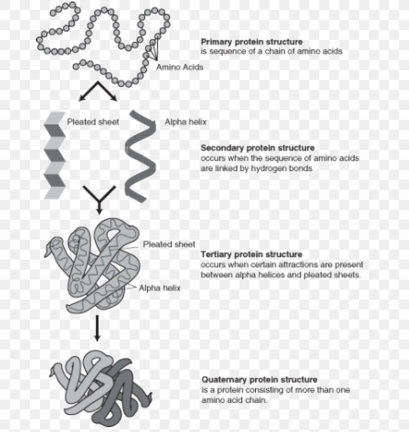 Protein Folding Protein Structure Denaturation Translation, PNG, 689x865px, Protein Folding, Acid, Amino Acid, Area, Black And White Download Free