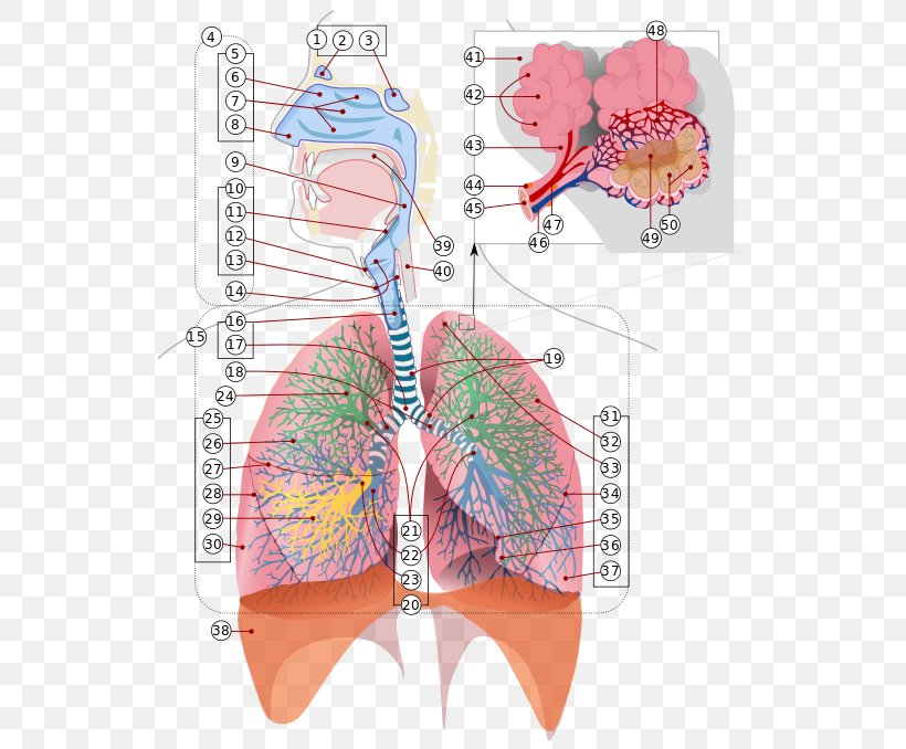 Respiratory System Respiratory Tract Breathing Respiration Lung, PNG, 533x678px, Watercolor, Cartoon, Flower, Frame, Heart Download Free