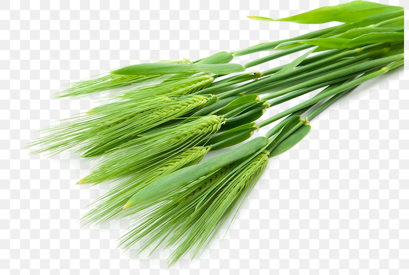 Barley Juice Wheatgrass Food Health, PNG, 800x552px, Barley, Cereal, Cheese Fruit, Commodity, Detoxification Download Free