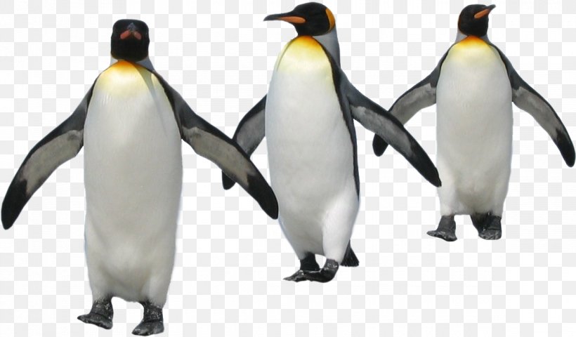 Penguin Image Paint Adobe Photoshop, PNG, 1170x685px, Penguin, Beak, Bird, Flightless Bird, Illustrator Download Free