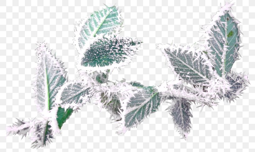 Russian Presentation Замок в облаках Clip Art, PNG, 800x491px, Russian, Author, Branch, Conifer, Evergreen Download Free