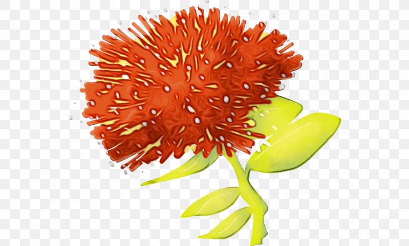 Safflower Cut Flowers Chrysanthemum Pollen Petal, PNG, 900x543px, Watercolor, Chrysanthemum, Cut Flowers, Flower, Paint Download Free