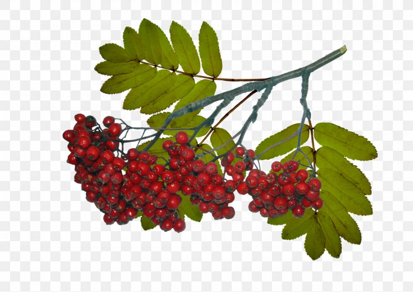 Sorbus Aucuparia Tree Leaf Berry Abscission, PNG, 1280x907px, Sorbus Aucuparia, Abscission, Autumn, Bark, Berry Download Free
