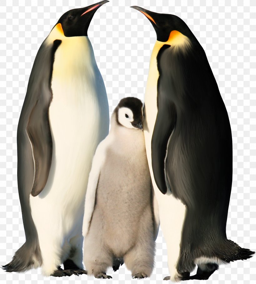 Emperor Penguin Antarctica Chinstrap Penguin Gentoo Penguin, PNG, 2130x2371px, Penguin, African Penguin, Animal, Antarctica, Beak Download Free