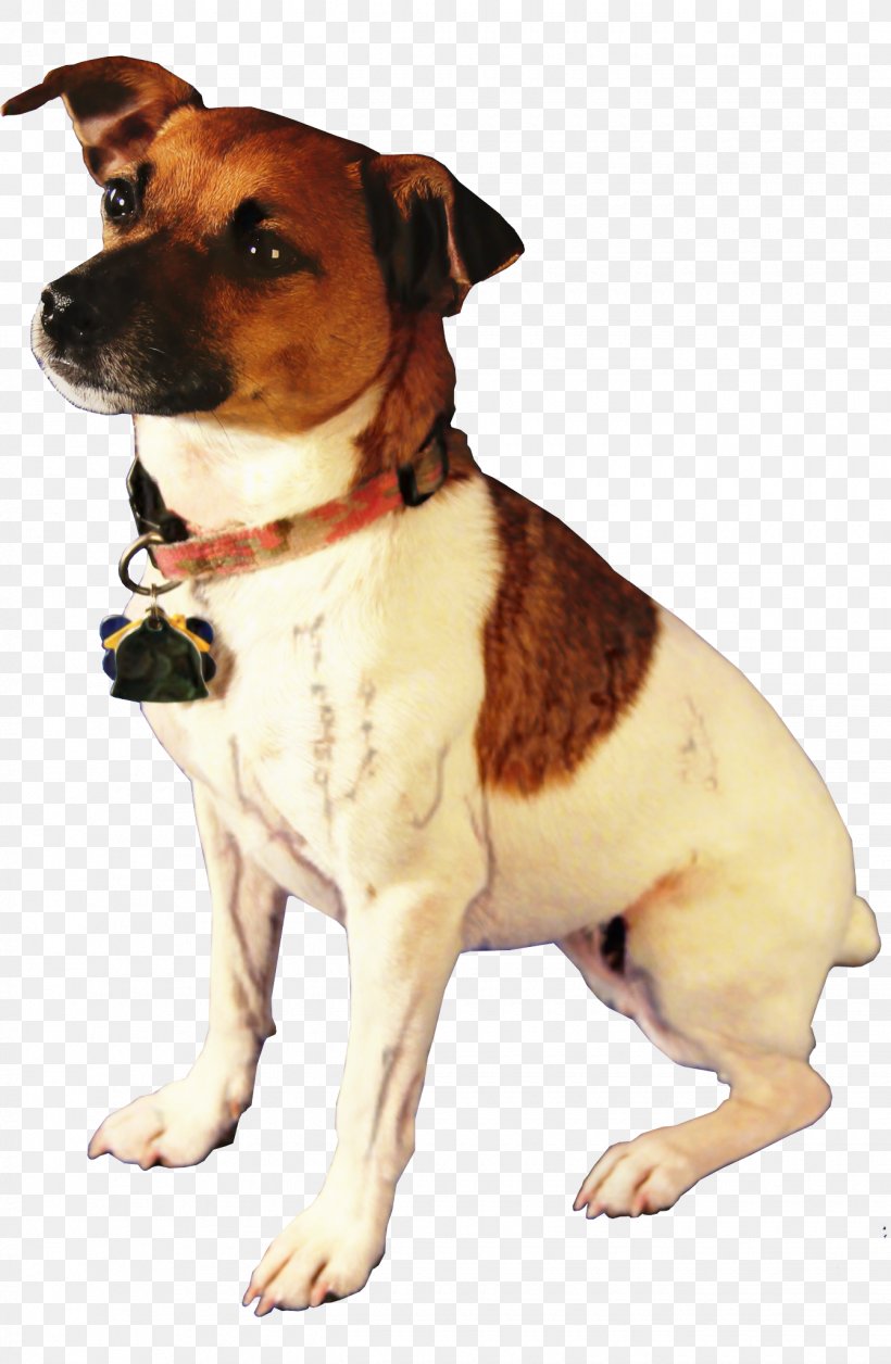 Fox Cartoon, PNG, 1340x2054px, Jack Russell Terrier, Ancient Dog Breeds, Brazilian Terrier, Breed, Chilean Fox Terrier Download Free