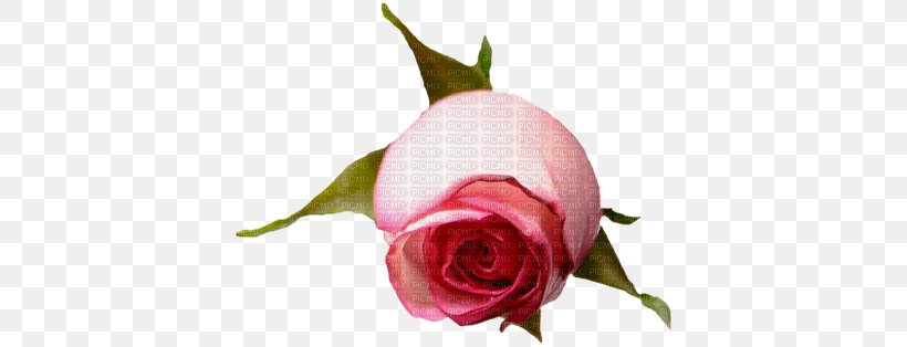 Garden Roses Centifolia Roses Flower Clip Art, PNG, 400x314px, Garden Roses, Beach Rose, Bud, Centifolia Roses, Cut Flowers Download Free