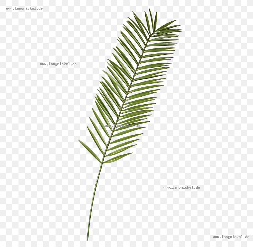 Leaf Palm Branch Plant Stem Twig Dekomarkt.de, PNG, 800x800px, Leaf, Dekomarktde Walter Langnickel Gmbh, Display Window, Feather, Grass Download Free