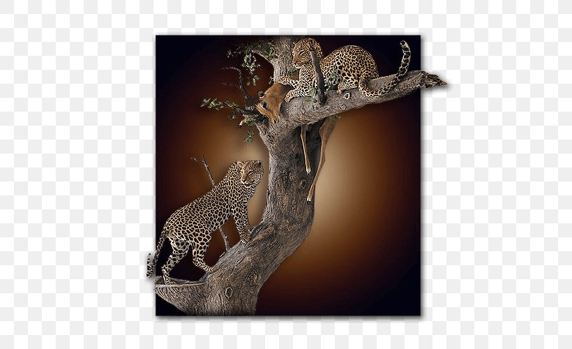 Leopard Jaguar Cheetah Terrestrial Animal Wildlife, PNG, 500x500px, Leopard, Animal, Big Cats, Carnivoran, Cat Like Mammal Download Free