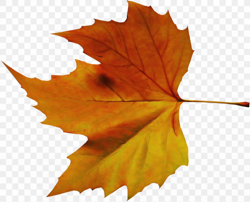 Maple Leaf, PNG, 1650x1331px, Maple Leaf, Autumn, Autumn Leaf Color, Cartoon, Leaf Download Free