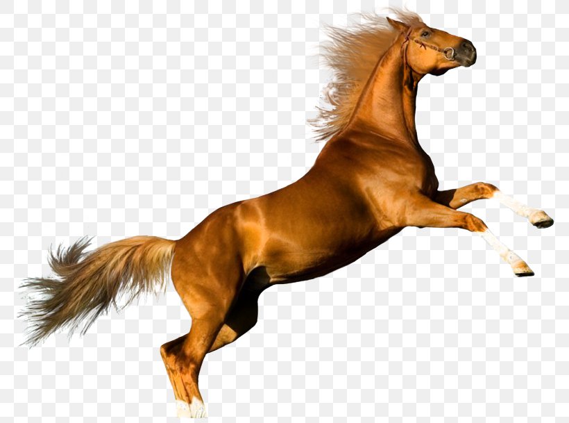 Arabian Horse Shire Horse Desktop Wallpaper, PNG, 795x609px, Arabian Horse, Chestnut, Display Resolution, Foal, Gallop Download Free