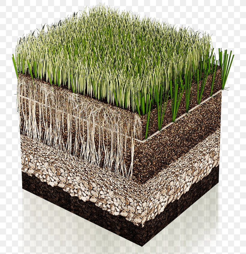 Artificial Turf Lawn Hybrid Grass Carpet Grassland, PNG, 800x845px, Artificial Turf, Athletics Field, Carpet, Flowerpot, Grass Download Free