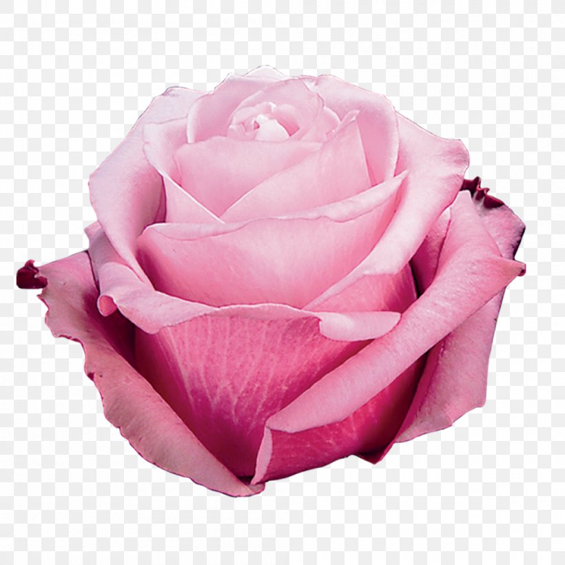 Garden Roses Cabbage Rose Floribunda Cut Flowers, PNG, 1000x1000px, Garden Roses, Cabbage Rose, Cut Flowers, Fasting, Fasting In Islam Download Free