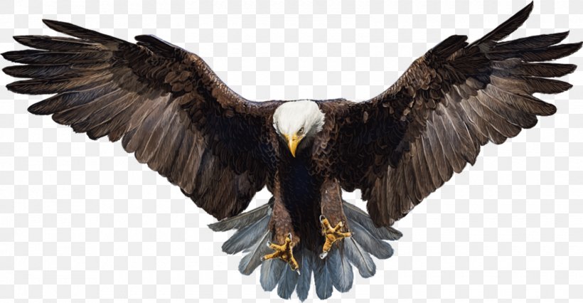 Bald Eagle White-tailed Eagle, PNG, 1600x832px, Bald Eagle, Accipitriformes, Beak, Bird, Bird Of Prey Download Free