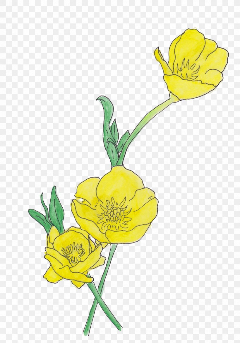 Floral Design Ranunculus Repens Flower Drawing Petal, PNG, 881x1259px, Floral Design, Art, Buttercup, Cut Flowers, Deviantart Download Free