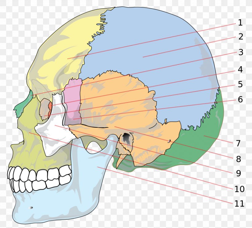 Human Skull Neurocranium Parietal Bone, PNG, 847x768px, Watercolor, Cartoon, Flower, Frame, Heart Download Free