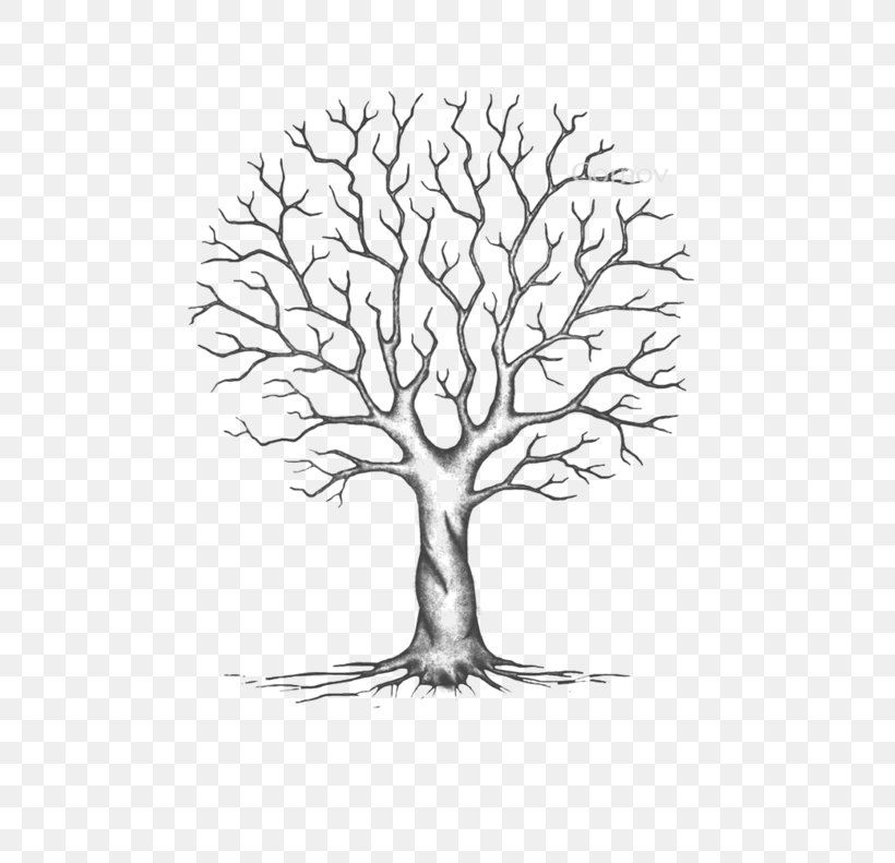 Palm Tree Drawing, PNG, 600x791px, Tree, Acacia, Branch, Coloring Book, Drawing Download Free