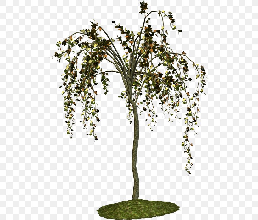 Plant Stem Birch Shrub Tree, PNG, 509x700px, Watercolor, Cartoon, Flower, Frame, Heart Download Free