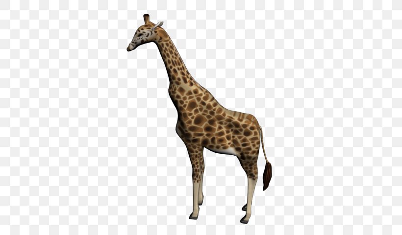 Reticulated Giraffe Northern Giraffe West African Giraffe 3D Modeling, PNG, 640x480px, 3d Modeling, Reticulated Giraffe, Animal, Animal Figure, Animation Download Free