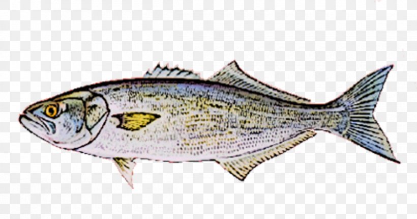 Sardine Fish Products Mackerel Oily Fish Thunnus, PNG, 1200x630px, Sardine, Animal Source Foods, Asian Cuisine, Atlantic Bonito, Bonito Download Free