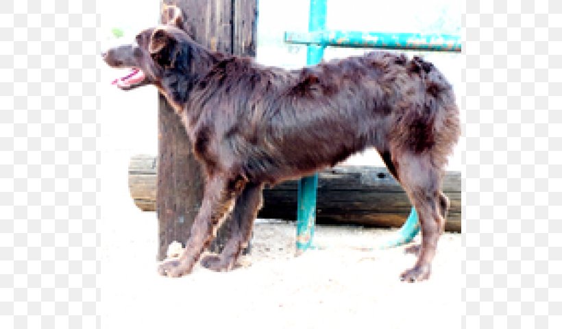Dog Breed Australian Shepherd Puppy Rare Breed (dog), PNG, 640x480px, Dog Breed, Aussie, Australian Shepherd, Blood, Breed Download Free