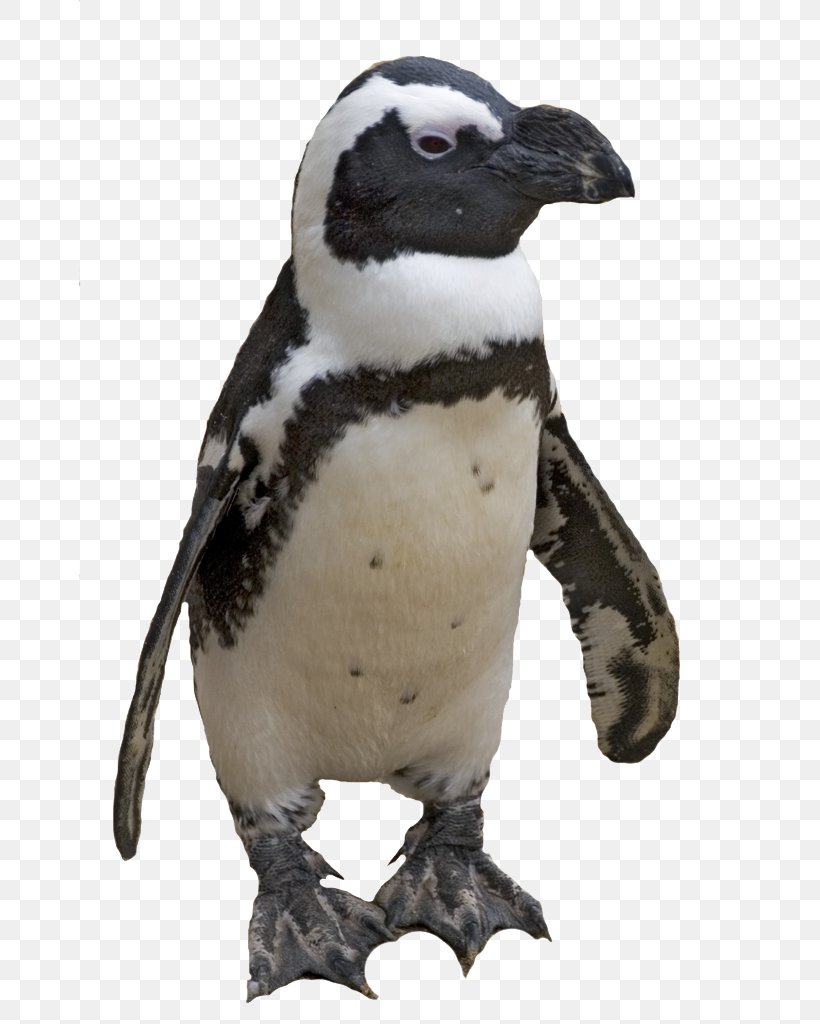 Penguin Tux Computer File, PNG, 662x1024px, Penguin, Beak, Bird, Fauna, Flightless Bird Download Free