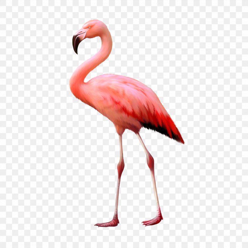 Stock Photography Flamingo Image Illustration, PNG, 3000x3000px, Stock Photography, Art, Beak, Bird, Crane Like Bird Download Free