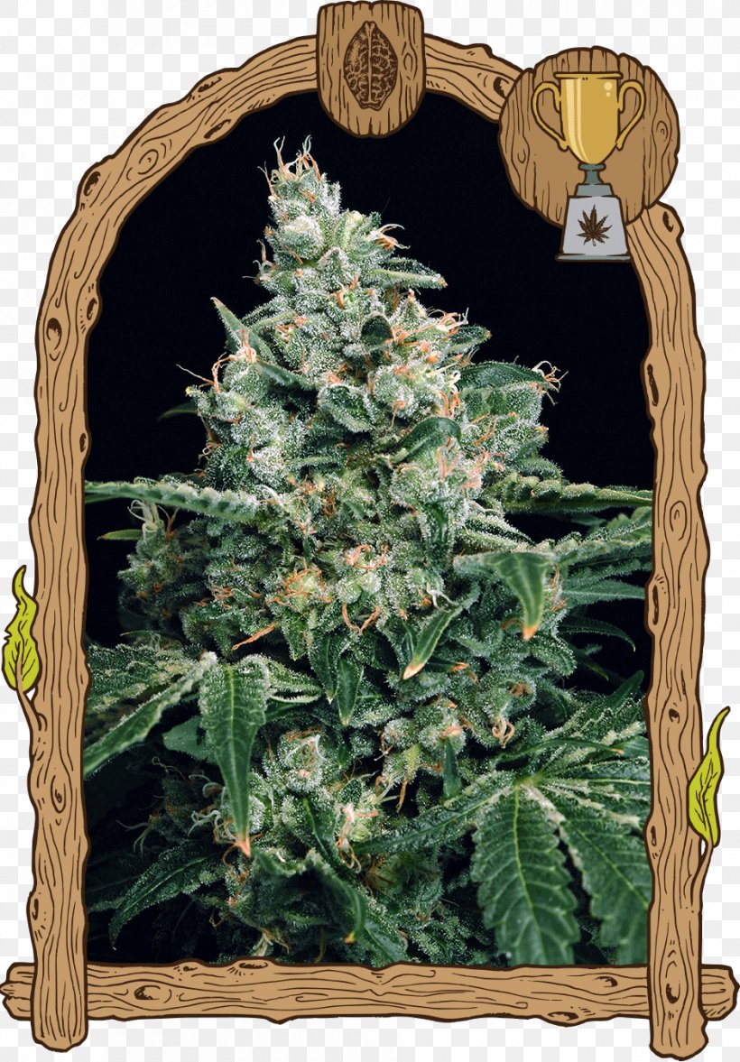 Autoflowering Cannabis Haze Seed Bank Cannabis Sativa, PNG, 940x1350px, Autoflowering Cannabis, Breed, Cannabis, Cannabis Sativa, Christmas Tree Download Free