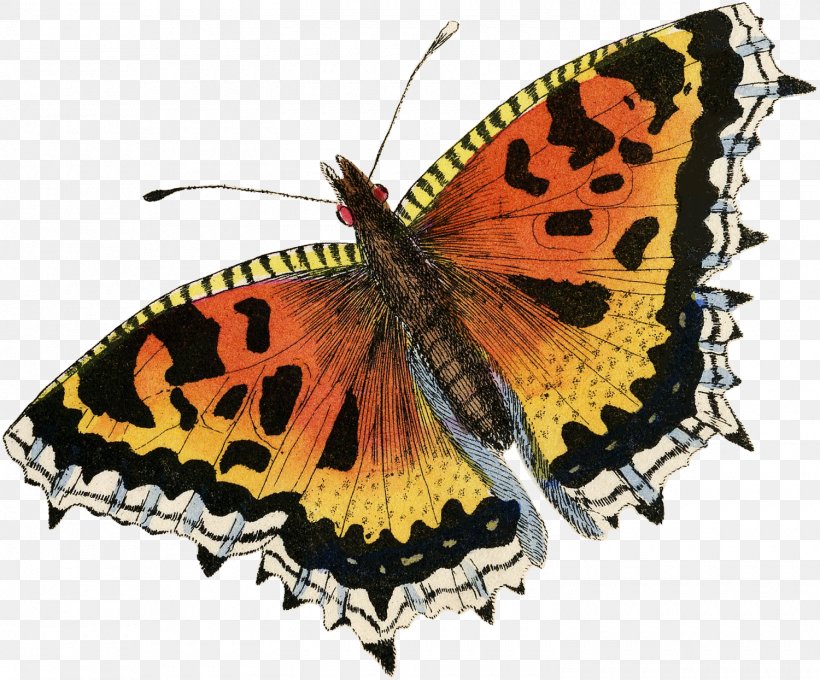Monarch Butterfly Brush-footed Butterflies Gossamer-winged Butterflies Moth Symmetry, PNG, 1500x1244px, Monarch Butterfly, Arthropod, Brush Footed Butterfly, Brushfooted Butterflies, Butterfly Download Free