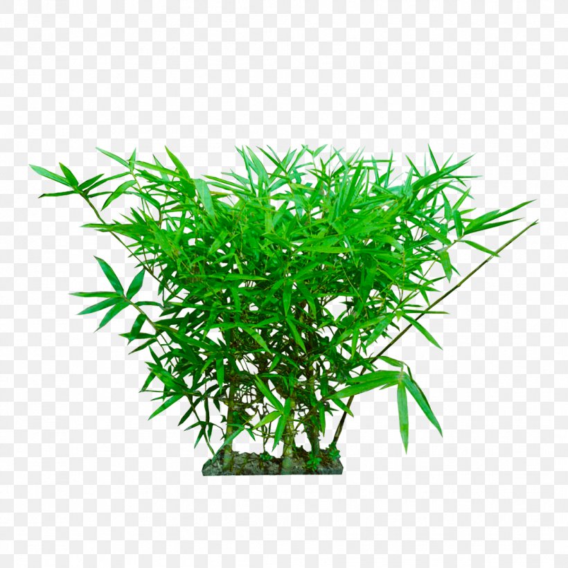 Vector Graphics Clip Art Desktop Wallpaper Image, PNG, 1056x1056px, Tree, Aquarium Decor, Aquatic Plant, Flower, Grass Download Free