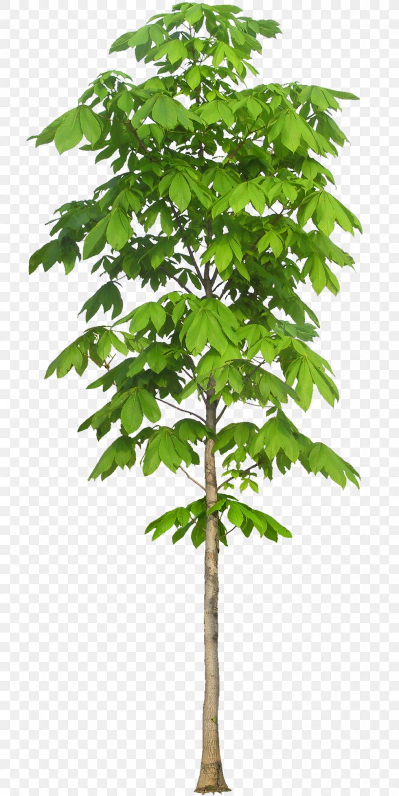 Tree Texture Mapping Leaf European Horse-chestnut Nature, PNG, 1002x2000px, 3d Computer Graphics, Tree, Branch, Buckeyes, Dendrology Download Free