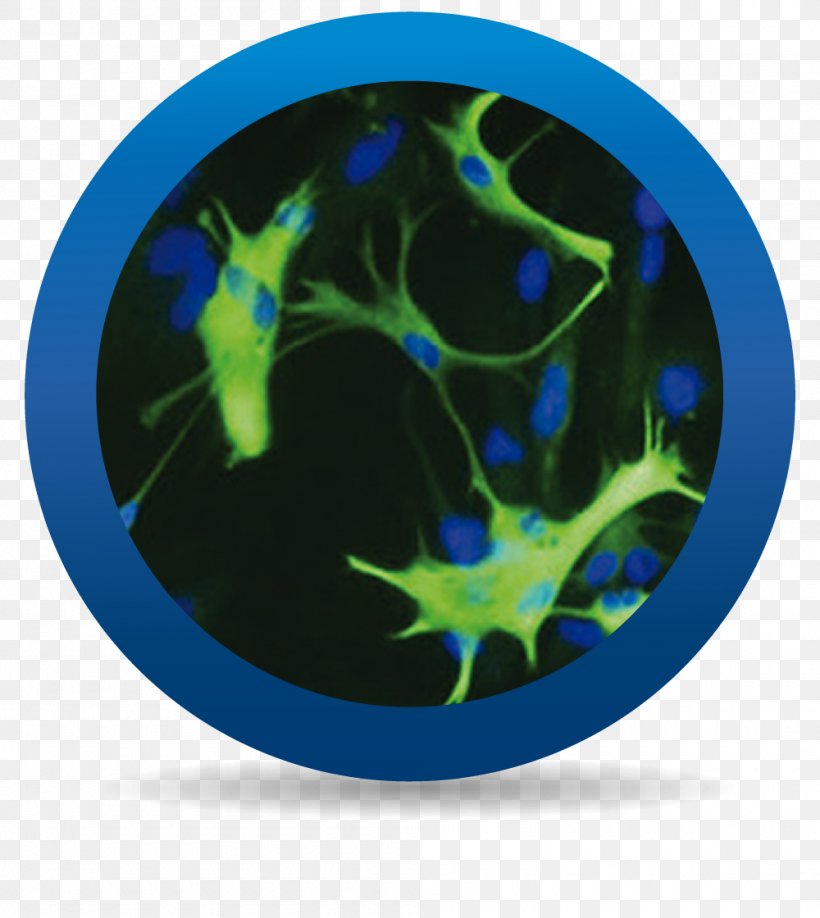 Astrocyte Neuron Cell Neuroglia Central Nervous System, PNG, 1000x1120px, Astrocyte, Blue, Brain, Cell, Cellular Differentiation Download Free
