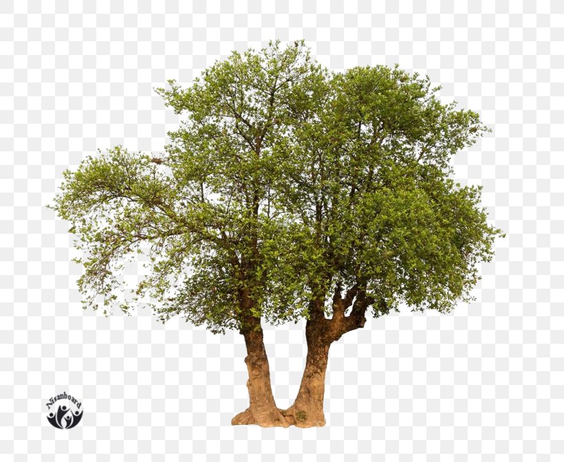 Branch Oak Advertising Tree, PNG, 800x672px, Branch, Advertising, Oak, Plant, Sponsor Download Free