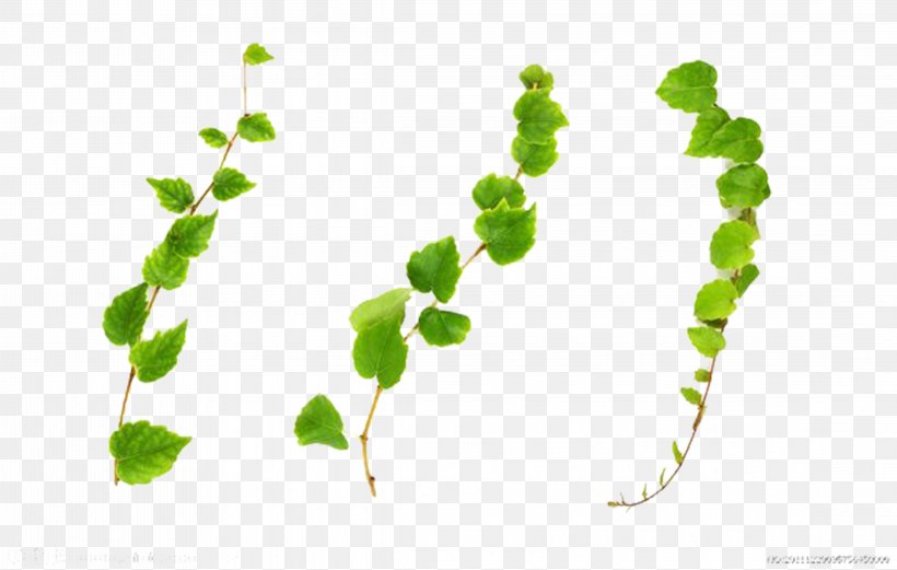 Common Ivy Vine Plant Stock Photography, PNG, 4569x2904px, Common Ivy, Branch, Grass, Green, Grow Light Download Free