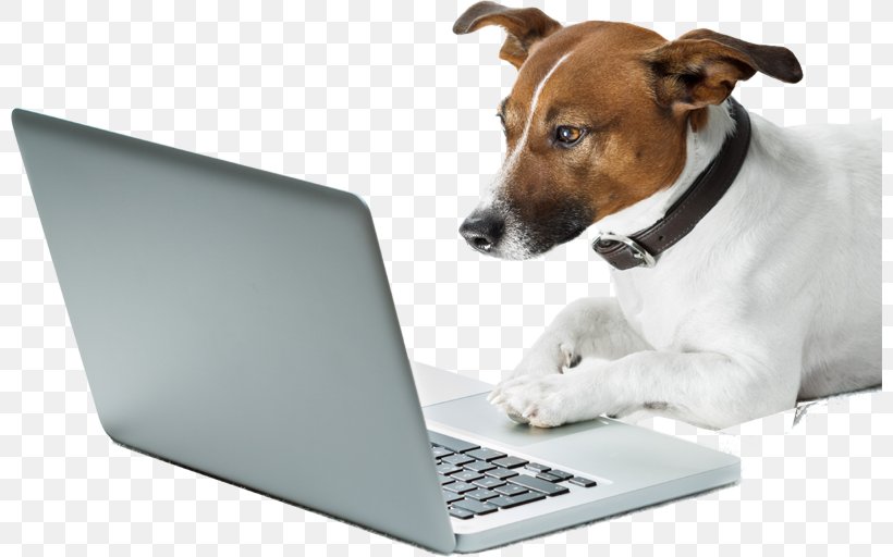 Dog Breed Cat Veterinarian Pet, PNG, 800x512px, Dog, Cat, Companion Dog, Dog Behaviourist, Dog Breed Download Free