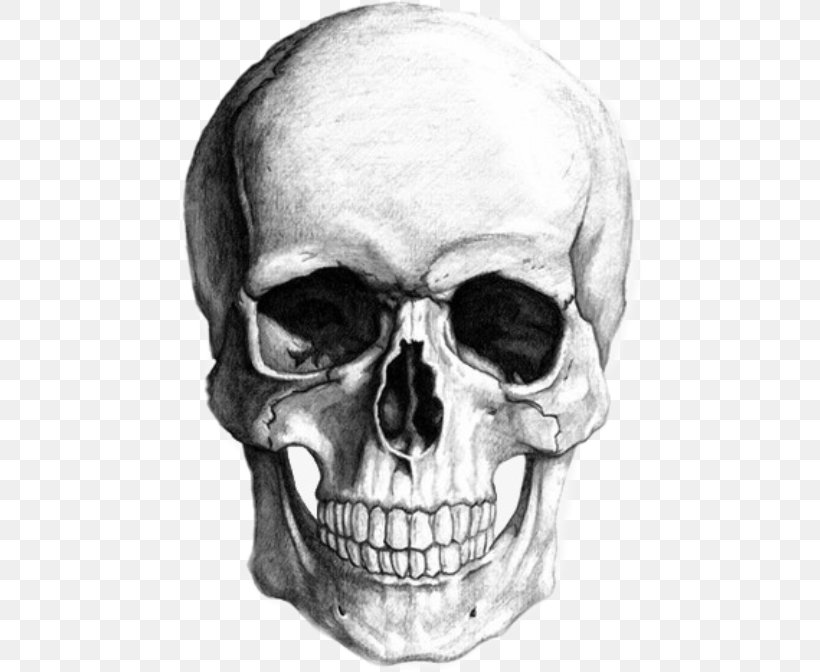 Sketch Drawing Skull Art Calavera, PNG, 467x672px, Drawing, Anatomy, Art, Black And White, Bone Download Free