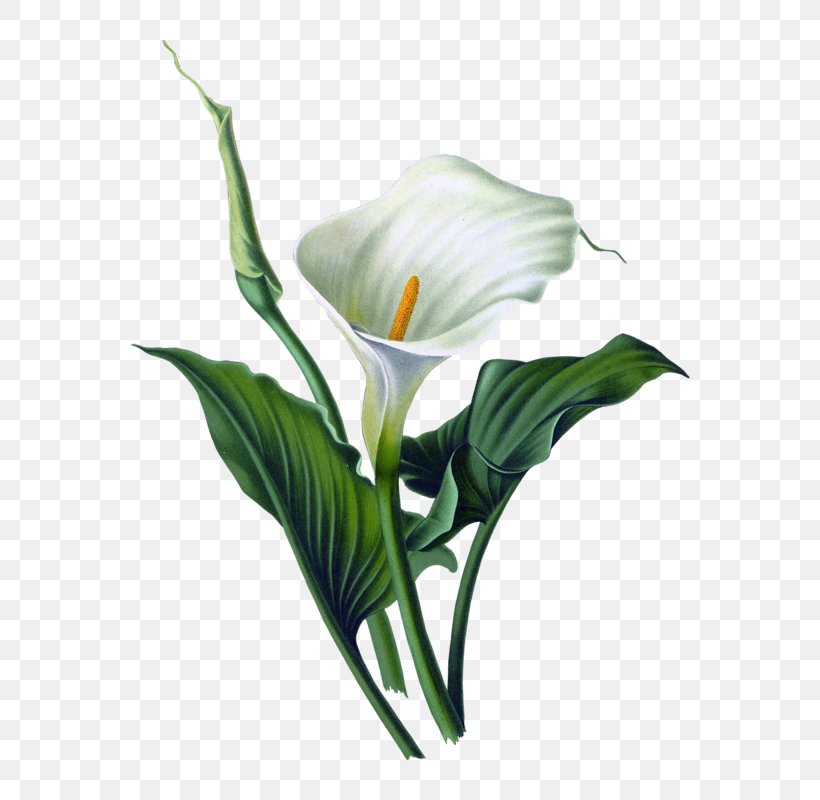 Arum-lily Lilium Art Watercolor Painting, PNG, 640x800px, Arumlily, Alismatales, Art, Arum, Arum Family Download Free