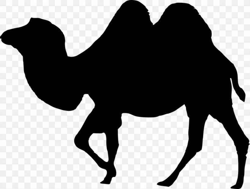 Camel Vector Graphics Rajasthan Clip Art, PNG, 950x720px, Camel, Arabian Camel, Bactrian Camel, Black, Blackandwhite Download Free