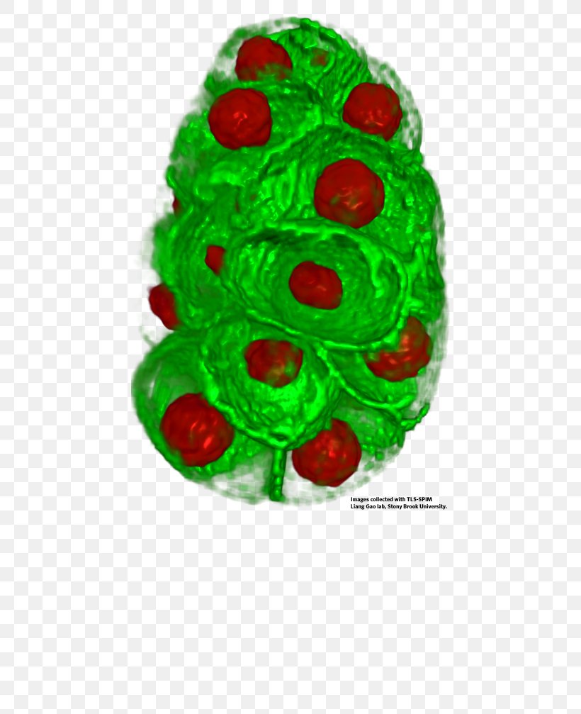 Cell Biology FEI Company Amira, PNG, 450x1007px, Cell Biology, Amira, Biology, Cell, Christmas Ornament Download Free