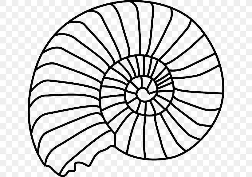 Clip Art Openclipart Seashell Gastropod Shell Vector Graphics, PNG, 640x576px, Seashell, Area, Black And White, Conch, Drawing Download Free