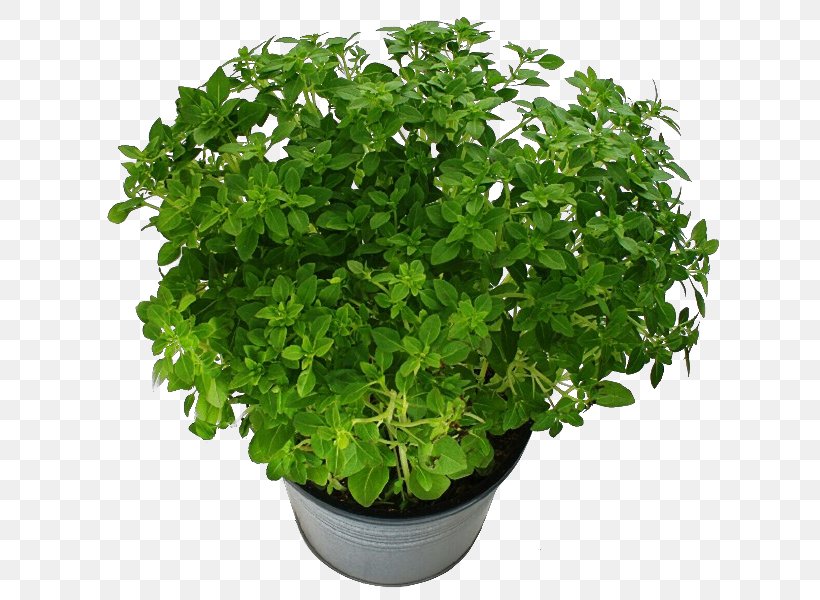 Flowerpot Stock Photography Houseplant Image, PNG, 800x600px, Flowerpot, Annual Plant, Basil, Flower, Flowering Plant Download Free