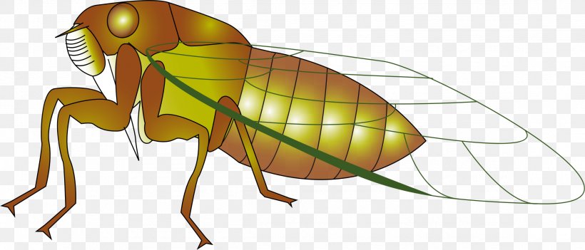 Insect Cicadas Ant Clip Art, PNG, 2315x993px, Insect, Ant, Arthropod, Cicadas, Exuviae Download Free