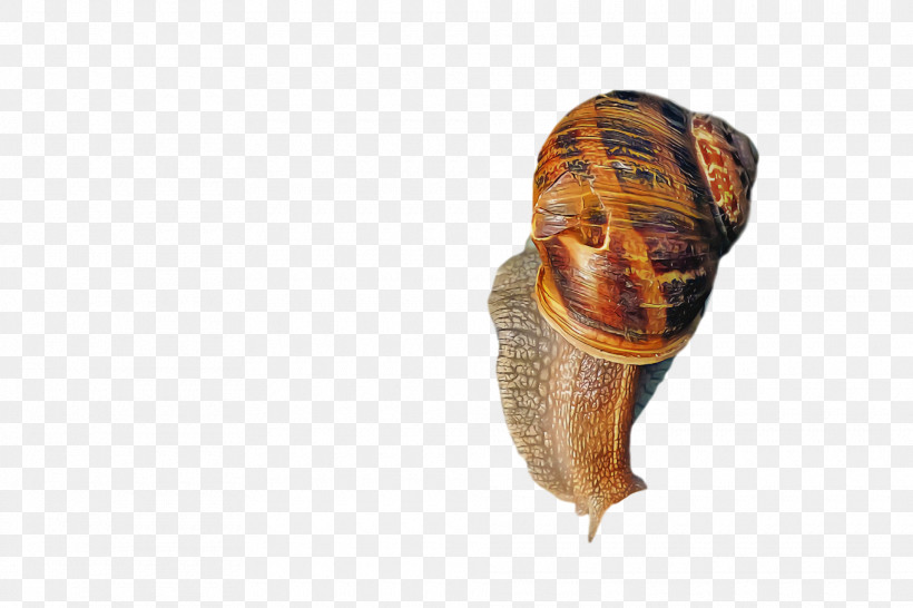 Snail Giant African Snail Gastropods Seashell Snail, PNG, 1920x1280px, Snail, Achatina, Achatina Achatina, Burgundy Snail, Conch Download Free