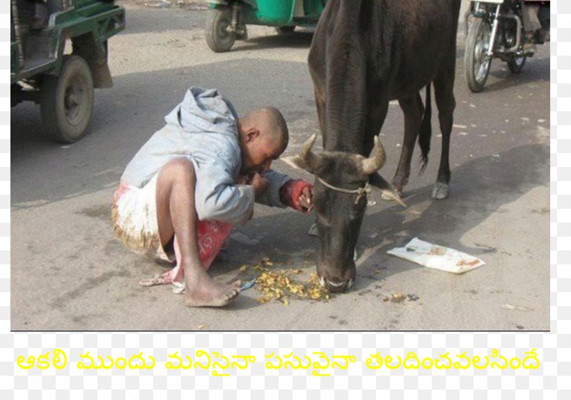 YouTube Poverty In India NDTV India, PNG, 1591x1116px, Youtube, Cattle Like Mammal, India, Livestock, Ndtv Download Free