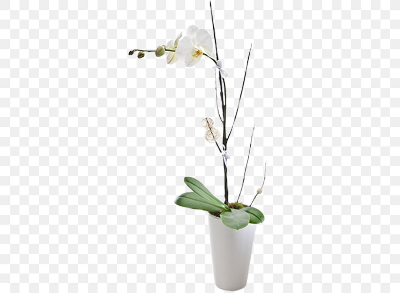 Floristry Moth Orchids Flower Bouquet, PNG, 600x600px, Floristry, Birthday, Branch, Christmas, Cut Flowers Download Free