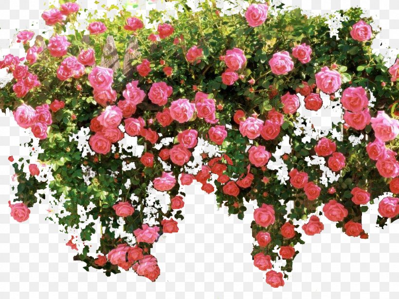 Garden Roses Memorial Rose Floribunda Shrub Pink, PNG, 1024x768px, Garden Roses, Annual Plant, Cut Flowers, Floral Design, Floribunda Download Free